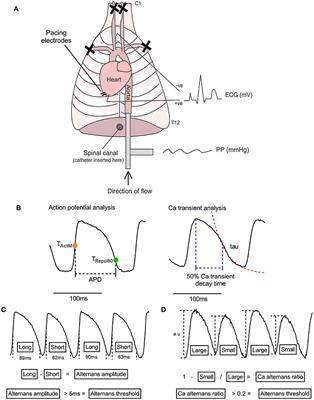 Sympathetic Nervous Regulation of Calcium and Action Potential Alternans in the Intact Heart